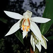 Coelogyne magnifica