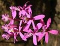 Epidendrum secundum group Peru - Machu Picchu