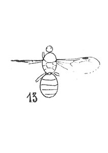 Formica alsatica éch R39 x3 p. 215 Pl. XV.