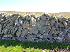 Mur à une seule épaisseur, dit Galloway single dyke, conçu pour éloigner le bétail. Bâti vers 1830 par Arthur Nicolson de Lamb Hoga sur l'île de Fetlar (archipel des Shetlands).