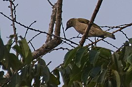 Honeyguide Greenbul in Angola.jpg