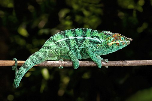 Panther chameleon Furcifer pardalis