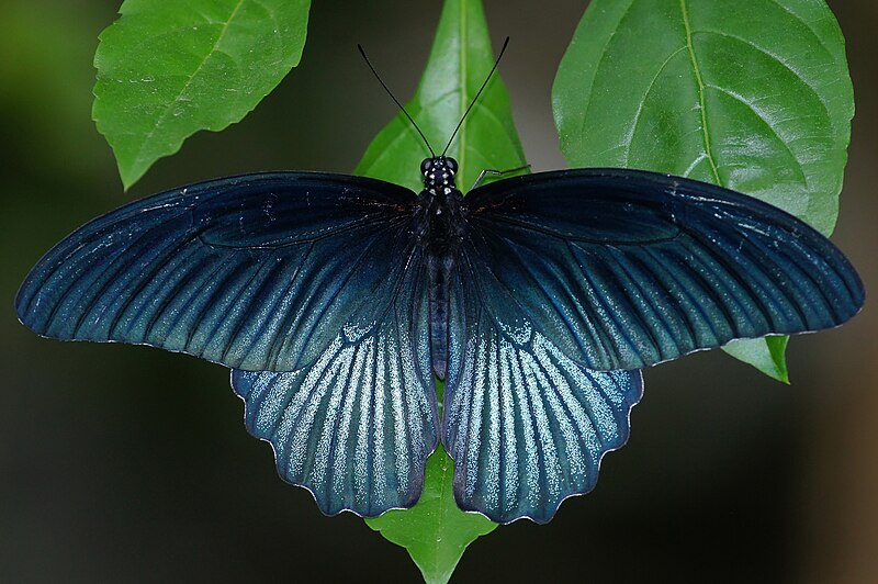 File:Papilio memnon heronus male back 20120929.jpg