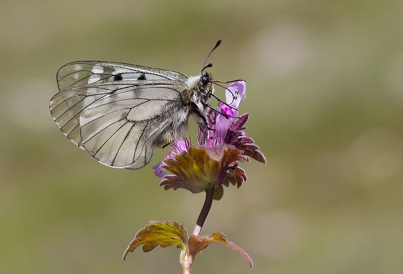 File:Parnassius mnemosyne - Dumanlı apollo 12.jpg