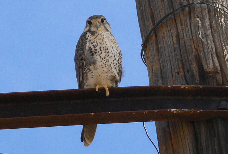 File:Prairie Falcon.jpg