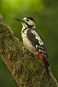 Syrian Woodpecker - HungaryIMG 2998 (16410537405).jpg