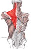 Trapezius muscle