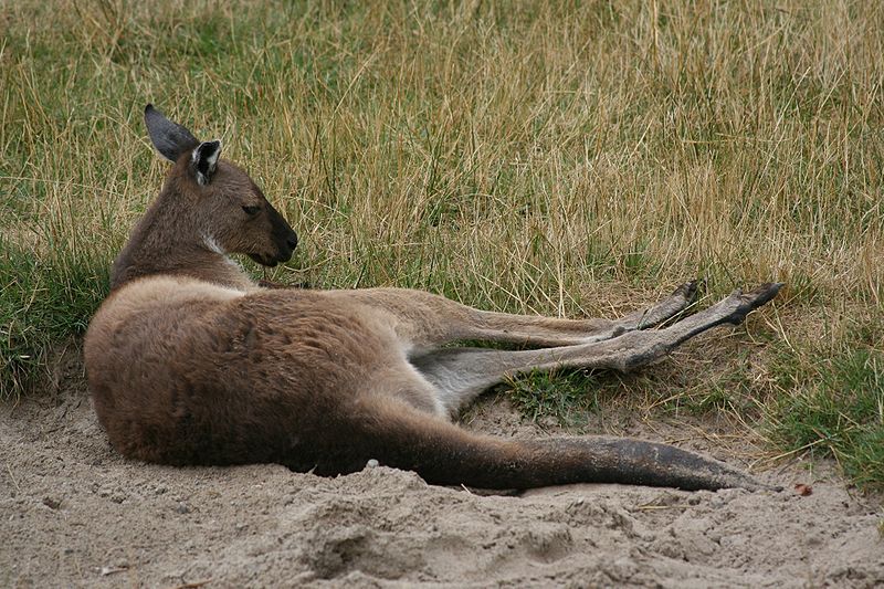 File:Western Grey Kangaroo, Resting.jpg