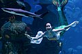 Spectacle sirène dans un aquarium, Indonésie, 2018