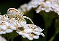 Misumena vatia (female)