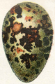 Français : Oeuf de pluvier guignard English: Egg of dotterel