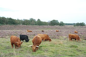 Begrazing door Schotse hooglanders in het Deelerwoud