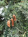 Pollen cones