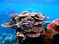 "Coral_Outcrop_Flynn_Reef.jpg" by User:99of9