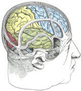 رسم يوضح الدماغ والجمجمة