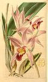 Laelia anceps plate 3804 in: Curtis's Bot. Magazine (Orchidaceae), vol. 67, (1841)