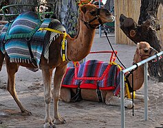 Camel rides