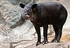 Tapirus bairdii