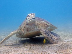 Chelonia mydas (Testudines)