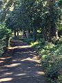 Trees in Wardown Park, Luton