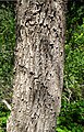 Bark, Akamas Botanical Garden, Cyprus