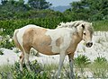 Tobiano palomino