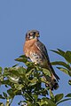Falco sparverius sparveroides