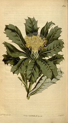 Old plate of segment of plant with leaves and blooms on parchment-coloured background