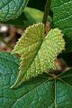 Foliage of the Concord grape plant