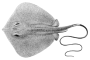 Bennett's stingray Hemitrygon bennettii