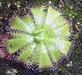 Drosera admirabilis