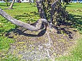 Lummus Park - Uprooted Seagrape Tree showing fallen fruit and root system