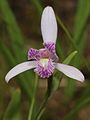 Pogonia japonica