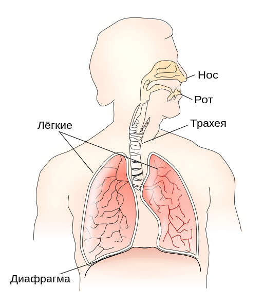 File:Respiratory system-uk.svg