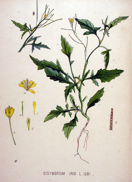 File:Sisymbrium irio — Flora Batava — Volume v20.jpg