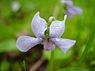 Moerasviooltje (Viola palustris)