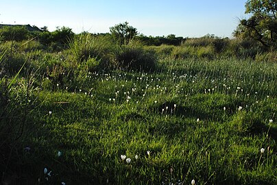 Zephyranthes candida dans le département de Soriano (Uruguay) en septembre 2013.