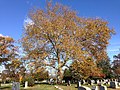 Platanus occidentalis vào mùa thu