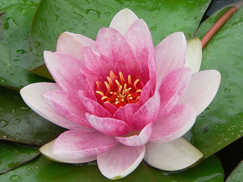 File:Nymphaea sp. or hybrid.jpg