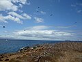 North Seymour Island n the Galapagos, Daphne Island is in the distance.