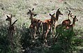 Schwarzfersenantilope (Aepyceros melampus)