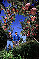 Imaxe do 'Agricultural Research Service', axencia do Departamento de Agricultura dos Estados Unidos.