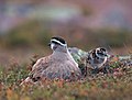 Varanger, arctic Norway