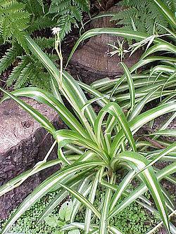 Chlorophytum comosum.