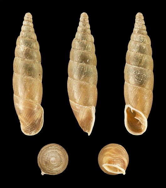 File:Cochlodina laminata laminata 01.JPG