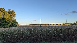 Corn fields in Pellérd.jpg