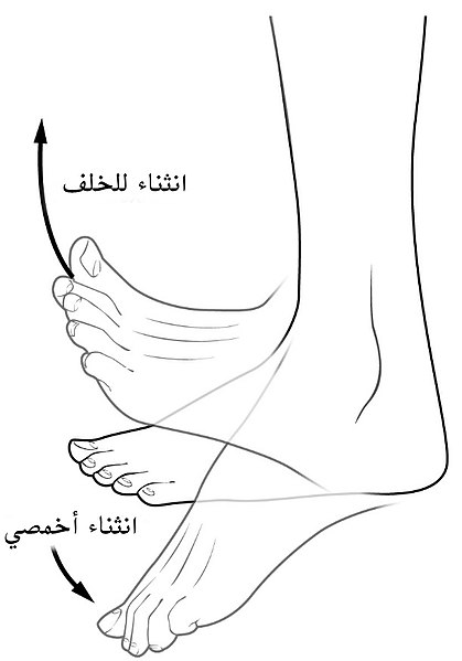 File:Dorsiplantar-ar.jpg