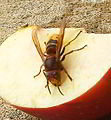 Hornisse (Vespa crabro germana)auf Apfeltück