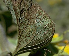 Rdza Puccinia helianthi na liściu słonecznika