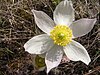 Pulsatilla patens